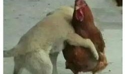 鸡哥早期爆料图片大全视频,揭秘娱乐圈不为人知的幕后真相